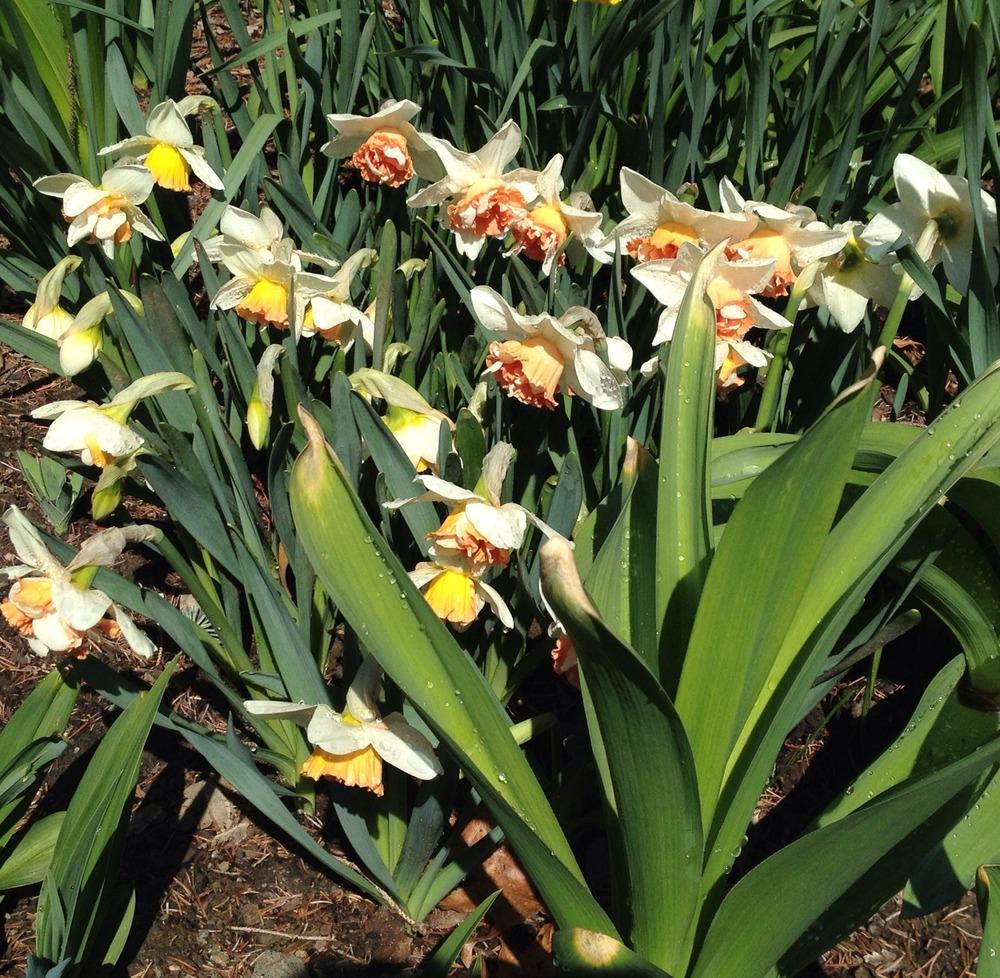 Photo of Double Daffodil (Narcissus 'Candy Princess') uploaded by bxncbx