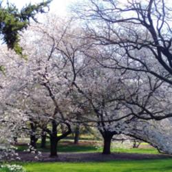 Location: New York Botanical Gardens Bronx NY
Date: April 2014