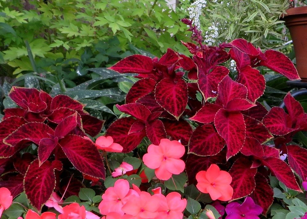 Photo of Coleus (Coleus scutellarioides ColorBlaze® Kingswood Torch) uploaded by foraygardengirl