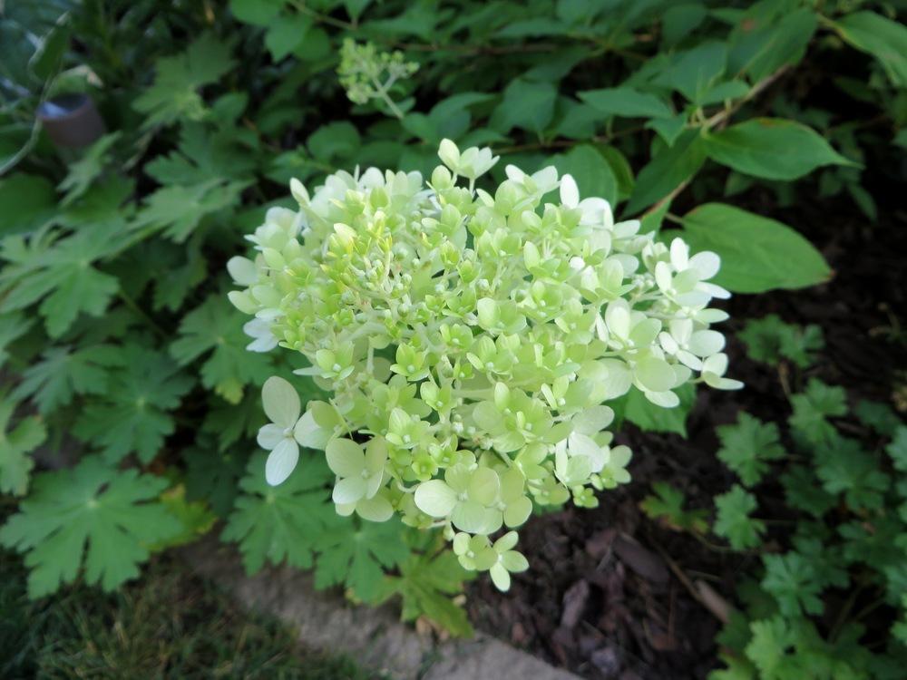 Photo of Panicle Hydrangea (Hydrangea paniculata Limelight™) uploaded by foraygardengirl
