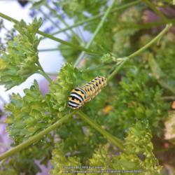 Location: Maryland
Date: Black Swallowtail caterpillar munching on parsley.
