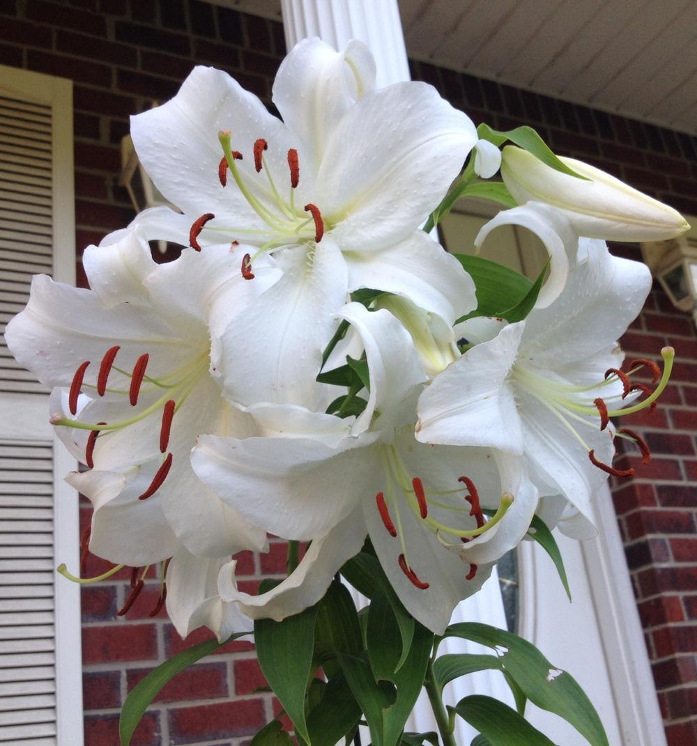 Photo of Oriental Lily (Lilium 'Casa Blanca') uploaded by Chrialeanny