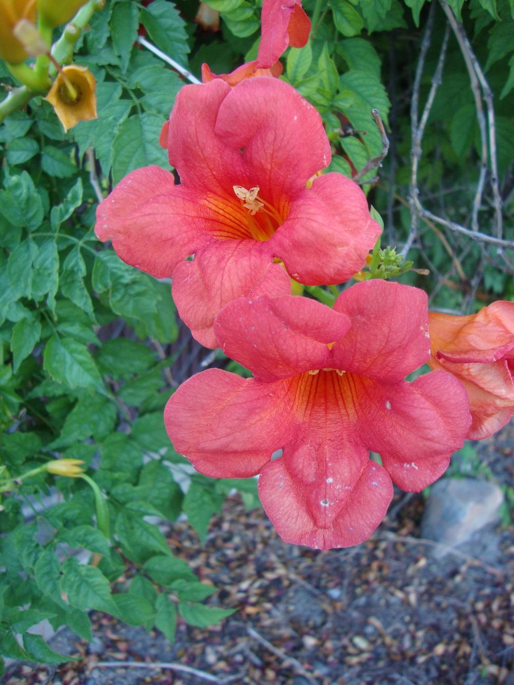 Photo of Trumpet Vine (Campsis radicans) uploaded by Paul2032