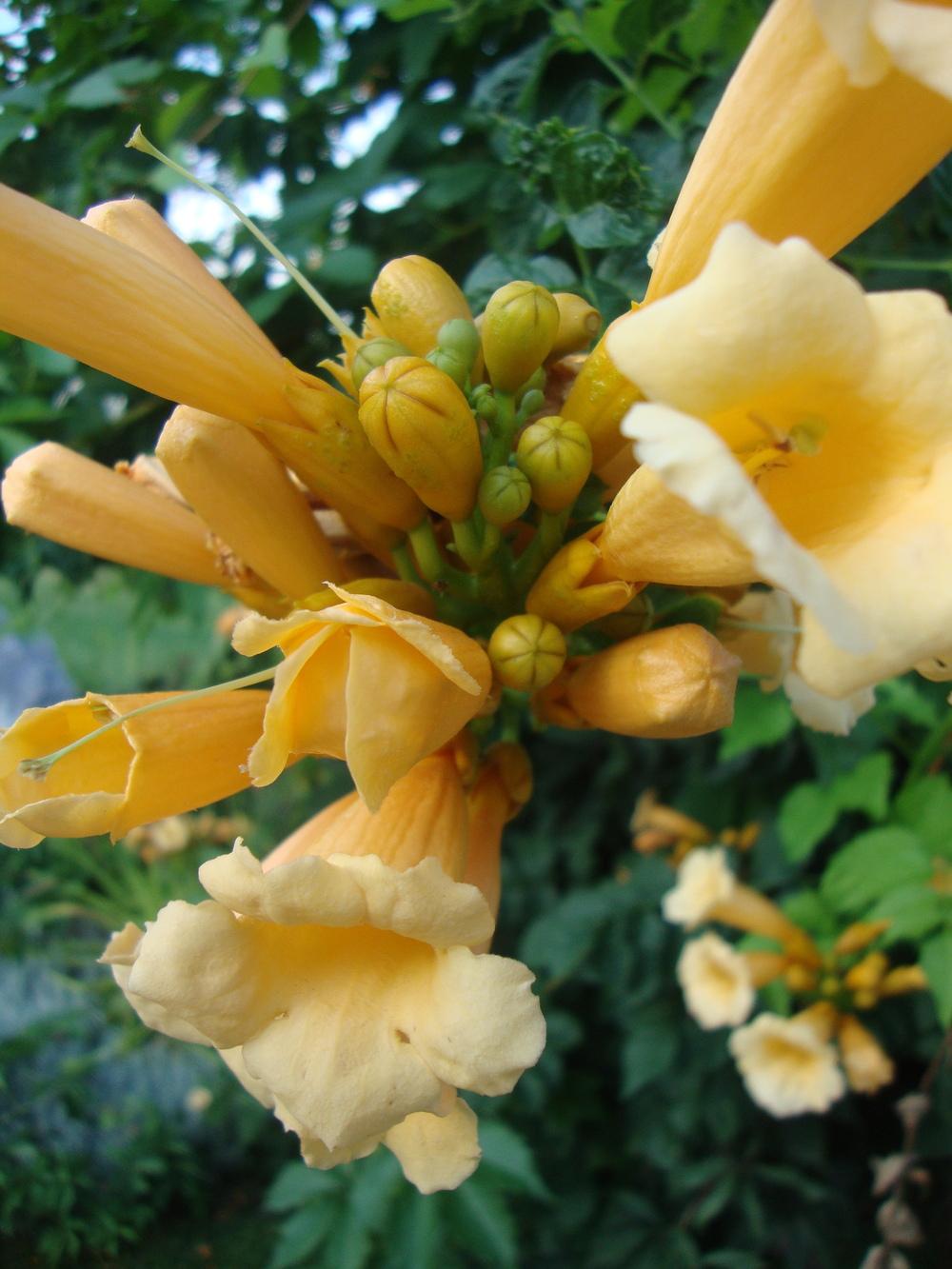 Photo of Yellow Trumpet Vine (Campsis radicans 'Flava') uploaded by Paul2032