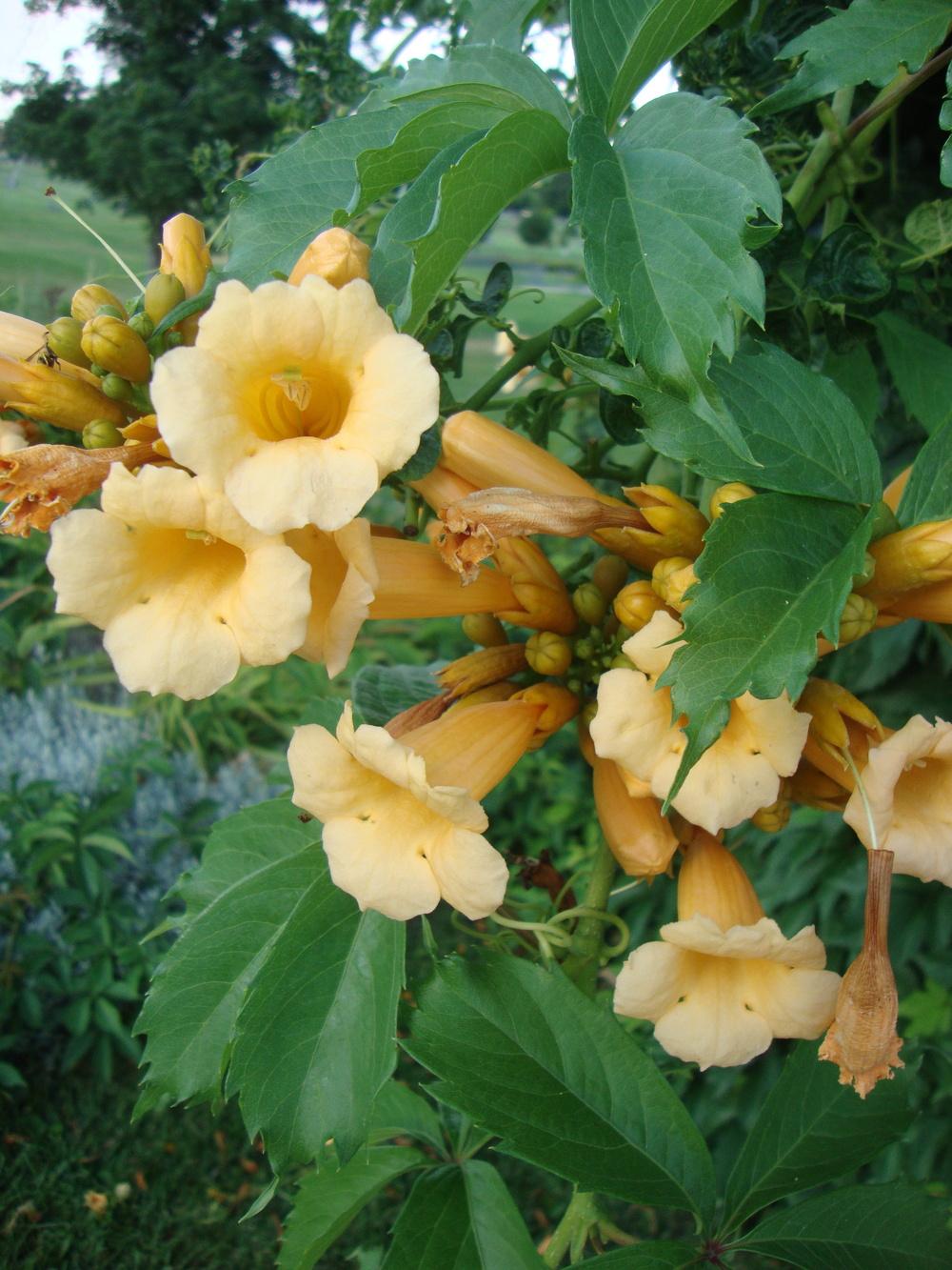 Photo of Yellow Trumpet Vine (Campsis radicans 'Flava') uploaded by Paul2032