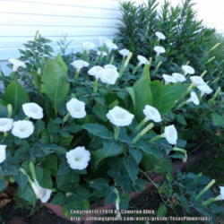 Location: Plano, TX
Date: 2014-08-12
Two large datura bushes