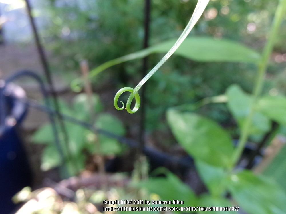 Photo of Gloriosa Lily (Gloriosa superba 'Rothschildiana') uploaded by TexasPlumeria87