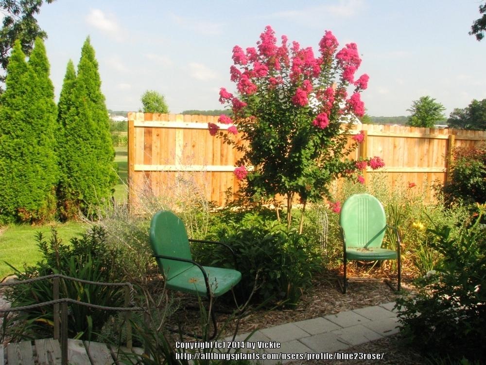 Photo of Crepe Myrtle (Lagerstroemia Pink Velour®) uploaded by blue23rose