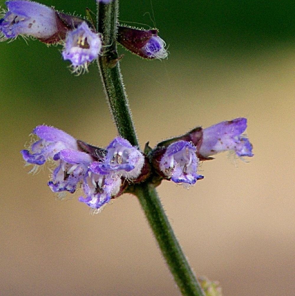 Photo of Japanese Woodland Sage (Salvia japonica) uploaded by dirtdorphins