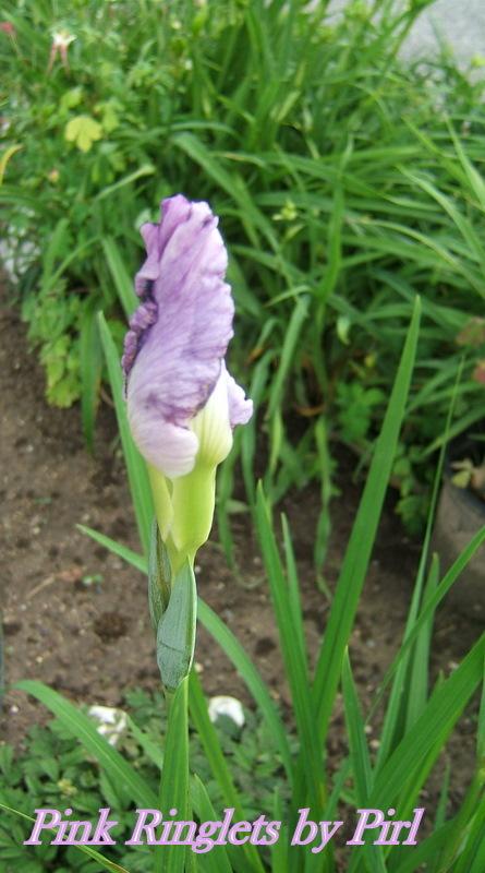 Photo of Japanese iris (Iris ensata 'Pink Ringlets') uploaded by pirl