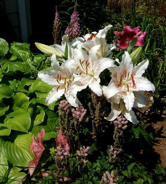 Photo of Oriental Lily (Lilium 'Muscadet') uploaded by pirl