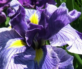 Photo of Japanese Iris (Iris ensata 'Butterflies in Flight') uploaded by pirl