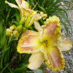 Location: My Garden- Vermont
Date: 2014-08-12
FFOE - 8 inch + Bloom with 3/4 inch yellowish/green edge. Gorgeou