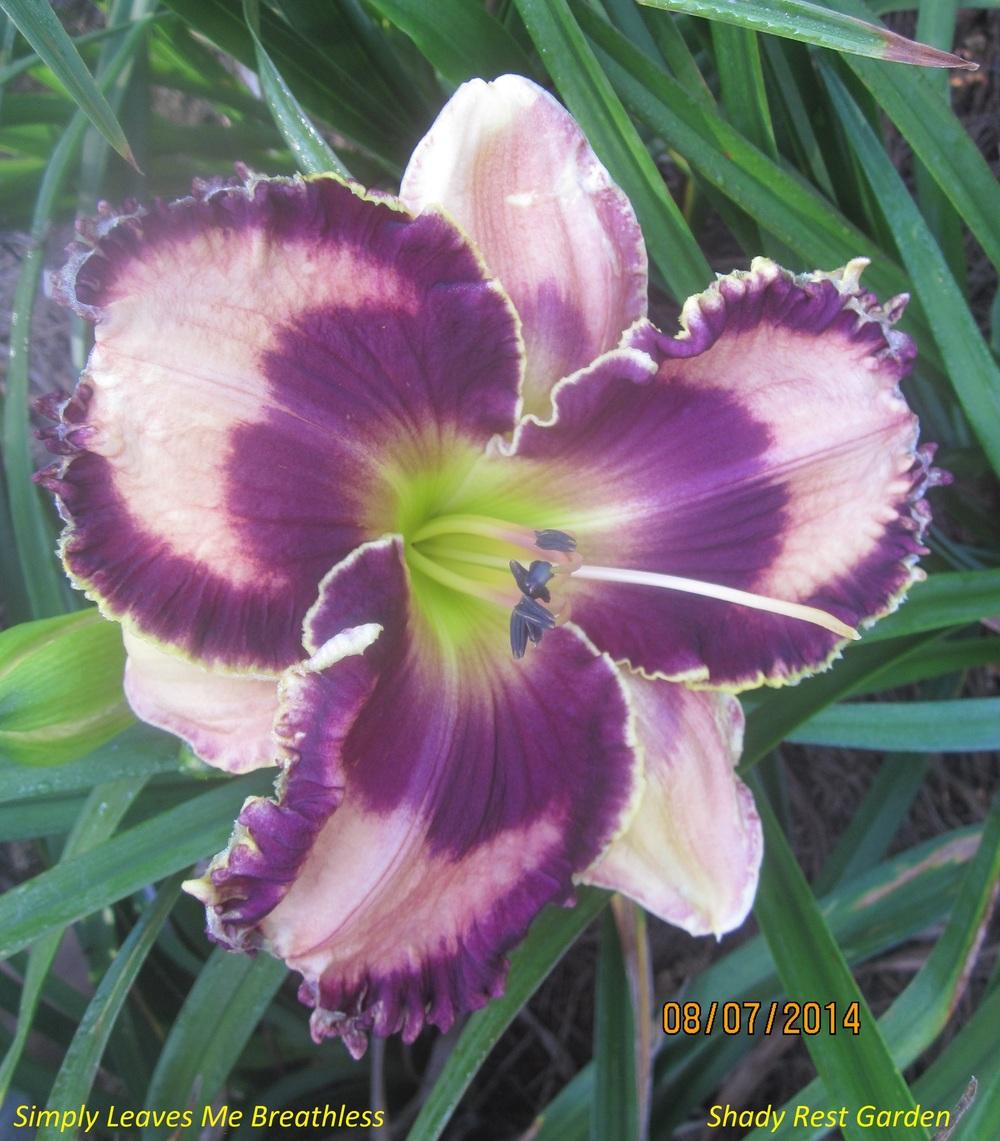 Photo of Daylily (Hemerocallis 'Simply Leaves Me Breathless') uploaded by Casshigh