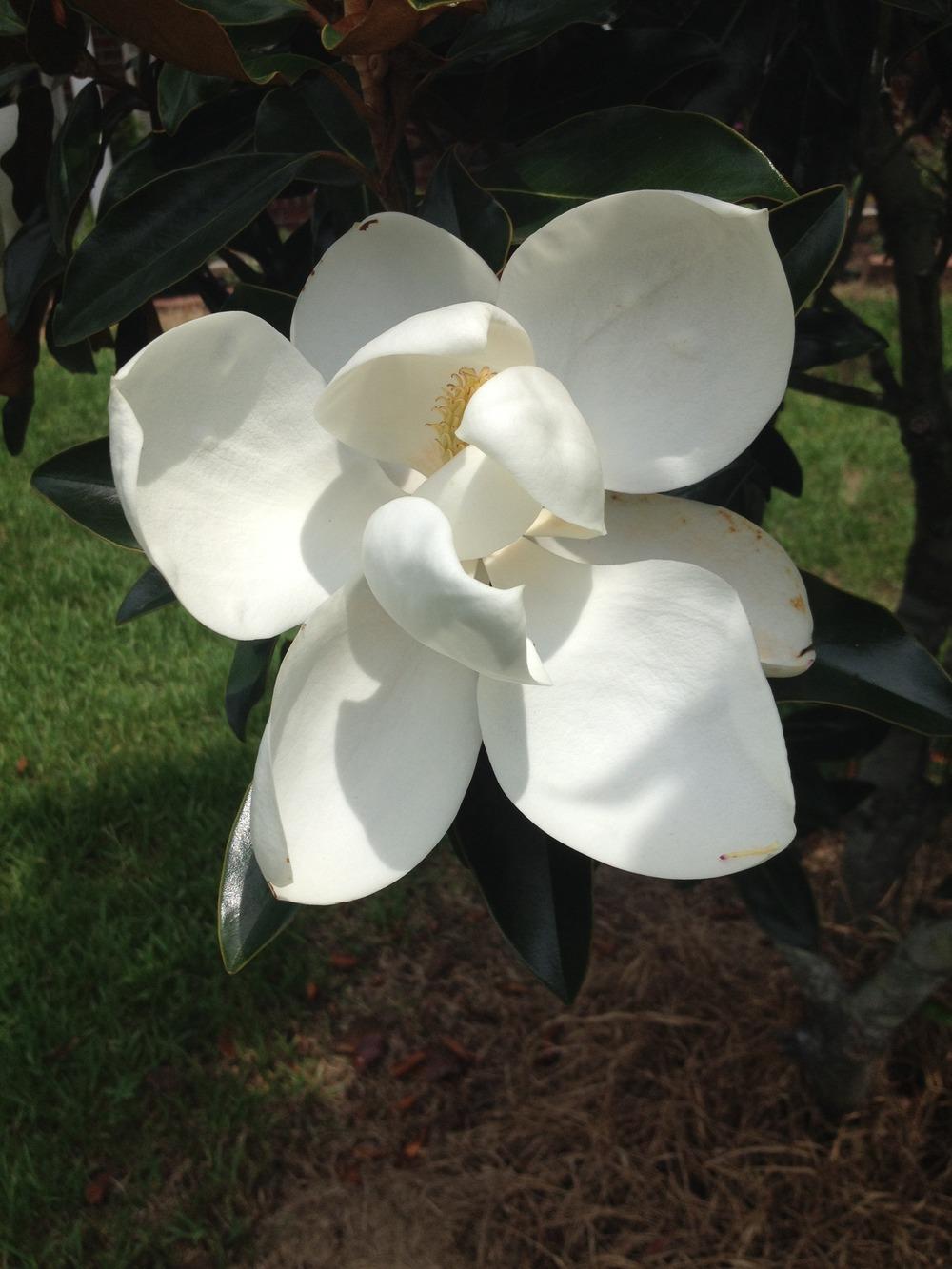 Photo of Southern Magnolia (Magnolia grandiflora) uploaded by Chrialeanny