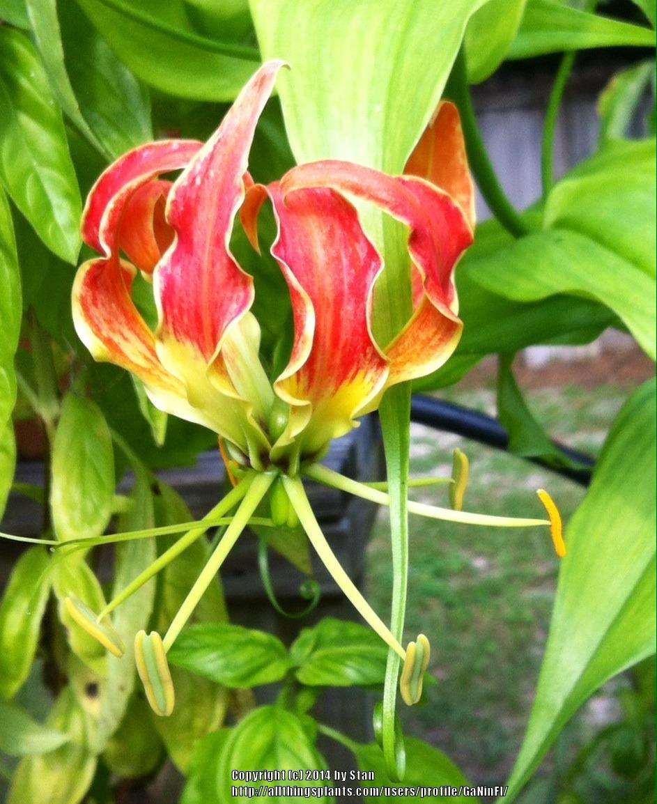 Photo of Gloriosa Lily (Gloriosa superba 'Rothschildiana') uploaded by GaNinFl