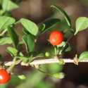 Goji Berry, a Xeriscapic, Easy To Grow and Good for You Shrub