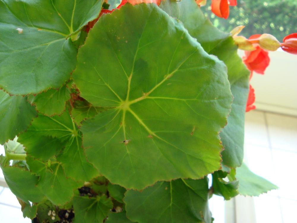 Photo of Rieger Begonia (Begonia x hiemalis) uploaded by flaflwrgrl