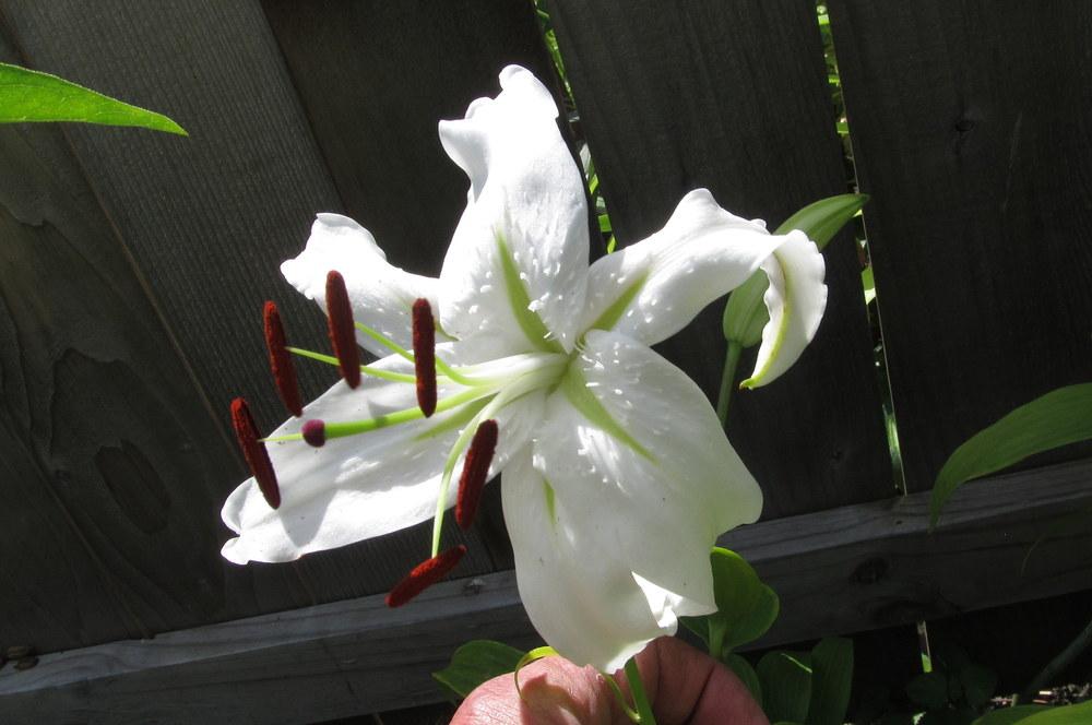 Photo of Lily (Lilium speciosum 'Album') uploaded by jmorth
