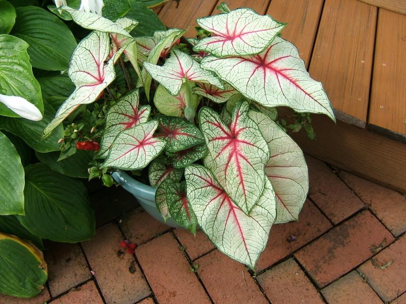 Photo of Fancy-leaf Caladium (Caladium 'Florida Fantasy') uploaded by pirl