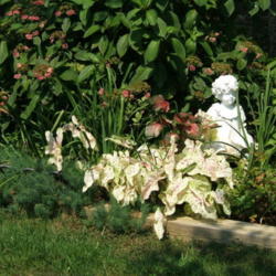Location: Belmont garden
Date: 2012-0817