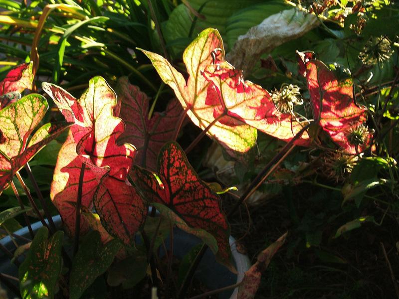 Photo of Fancy-leaf Caladium (Caladium 'Mrs. F. M. Joyner') uploaded by pirl