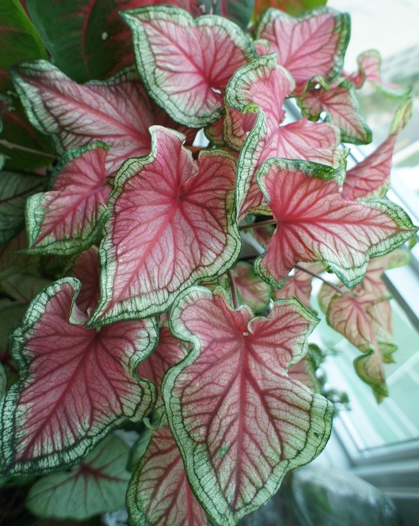 Photo of Lance-leaf Caladium (Caladium 'Florida Sweetheart') uploaded by skylark