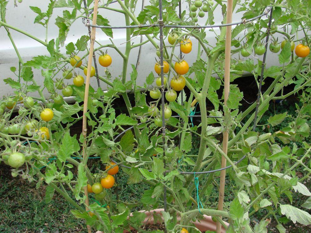 Photo of Tomato (Solanum lycopersicum 'Sungold') uploaded by Joy