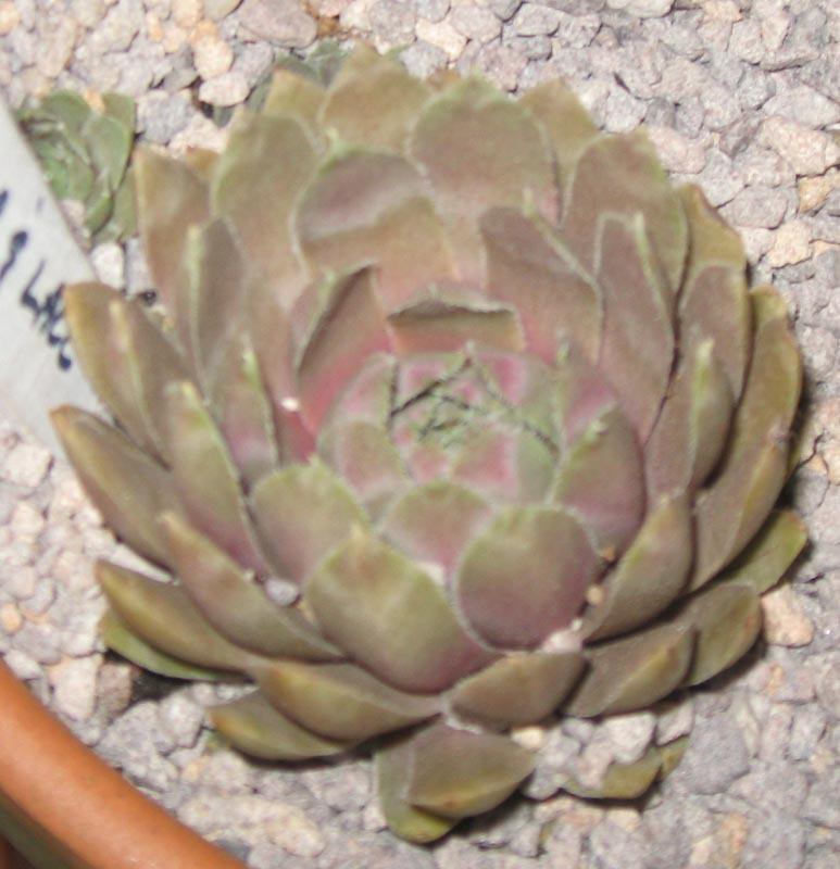 Photo of Hen and Chicks (Sempervivum 'Lavender and Old Lace') uploaded by MotherRaphaela