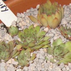 Location: Pot Collection
Date: 2014-08-13
Shown as potted from Young's Garden