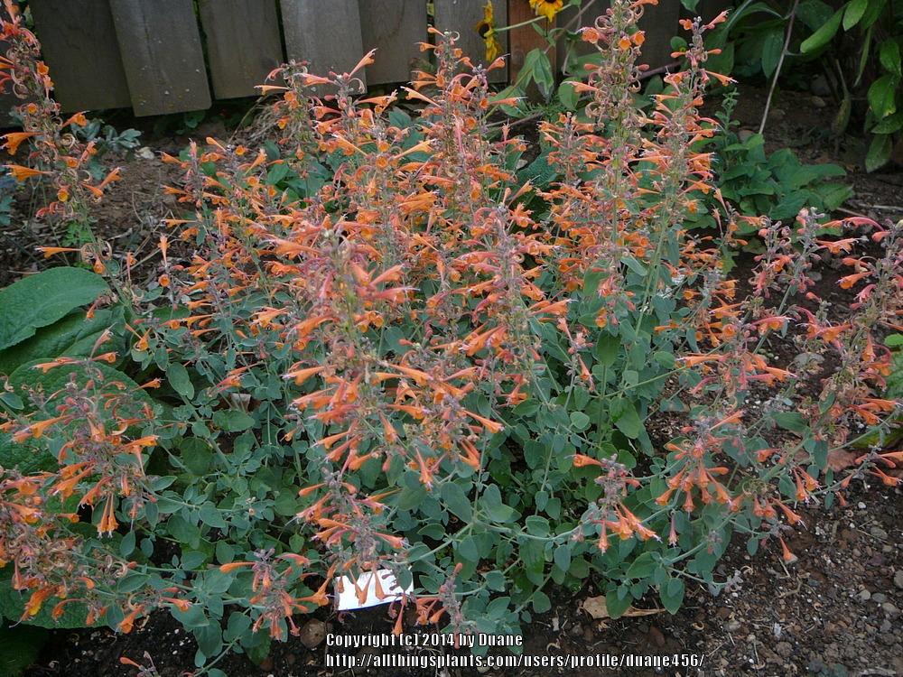 Photo of Anise Hyssop (Agastache 'Tango') uploaded by duane456