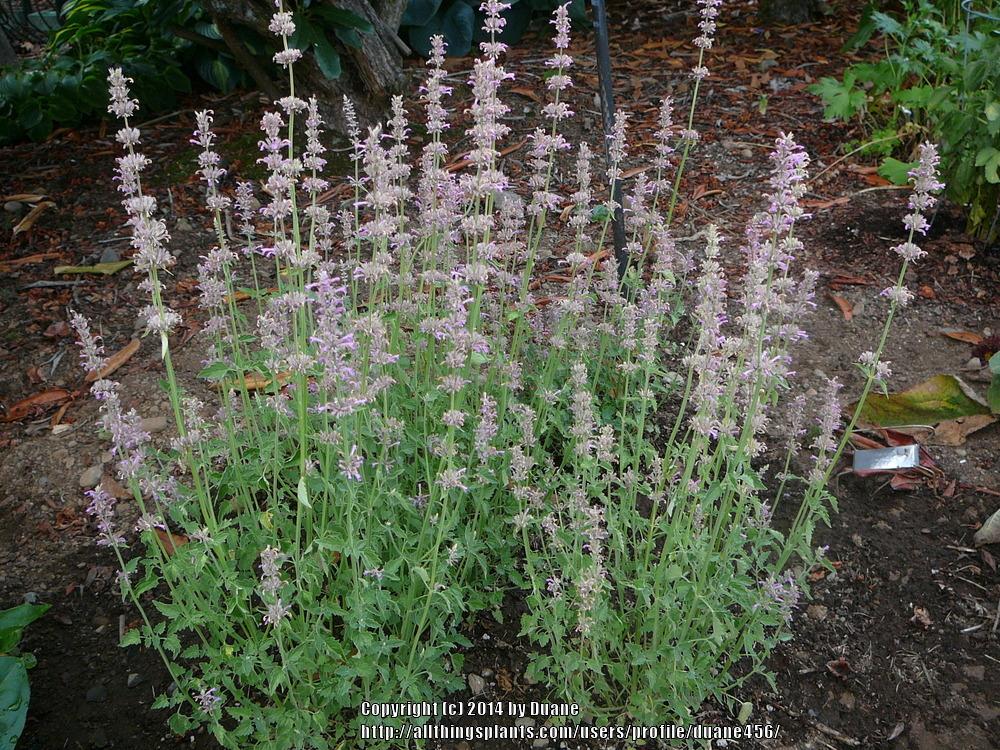 Photo of Anise Hyssop (Agastache pallidiflora subsp. neomexicana) uploaded by duane456