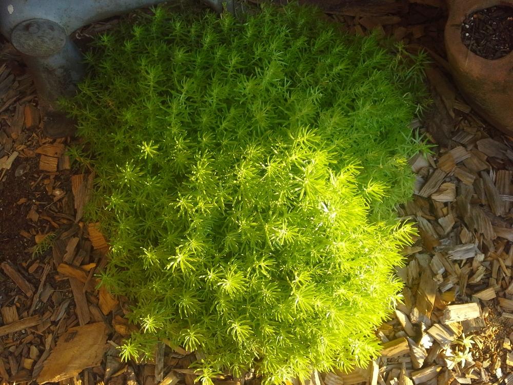 Photo of Sedum (Petrosedum rupestre subsp. rupestre 'Angelina') uploaded by jon