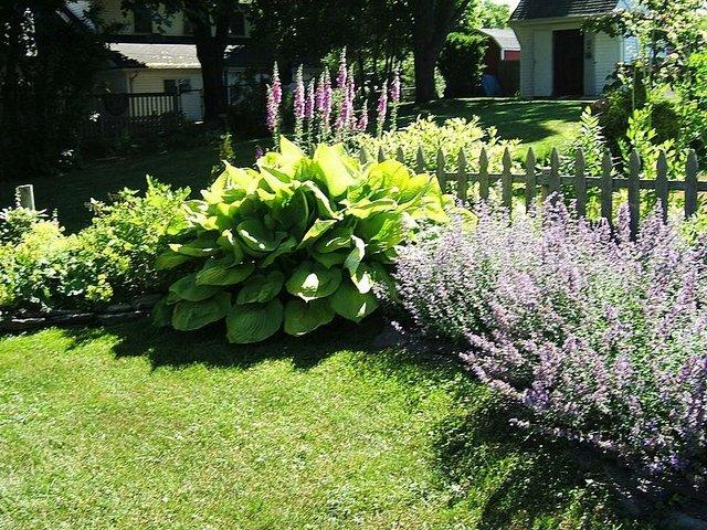 Photo of Hosta 'Sum and Substance' uploaded by pirl