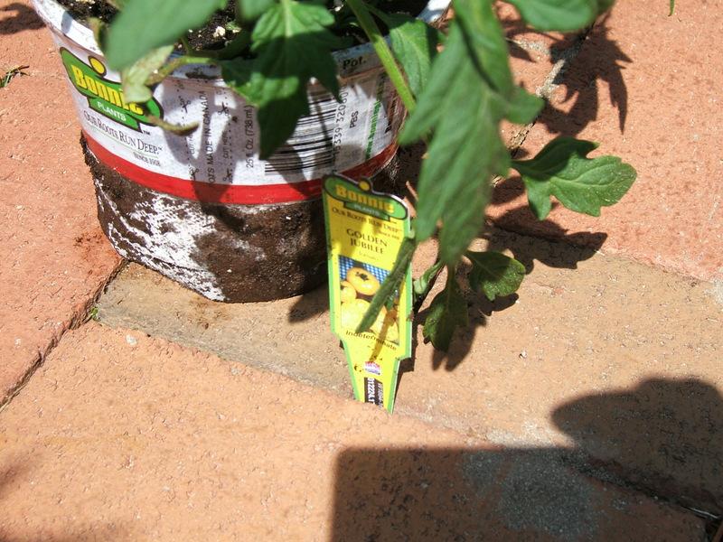 Photo of Tomato (Solanum lycopersicum 'Jubilee') uploaded by pirl