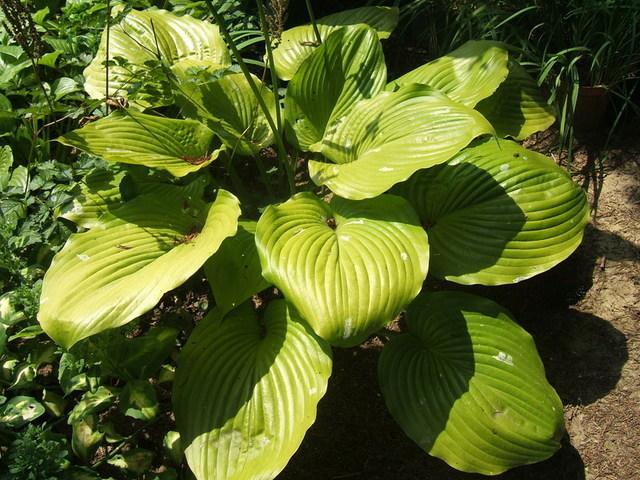 Photo of Hosta 'Sum and Substance' uploaded by pirl