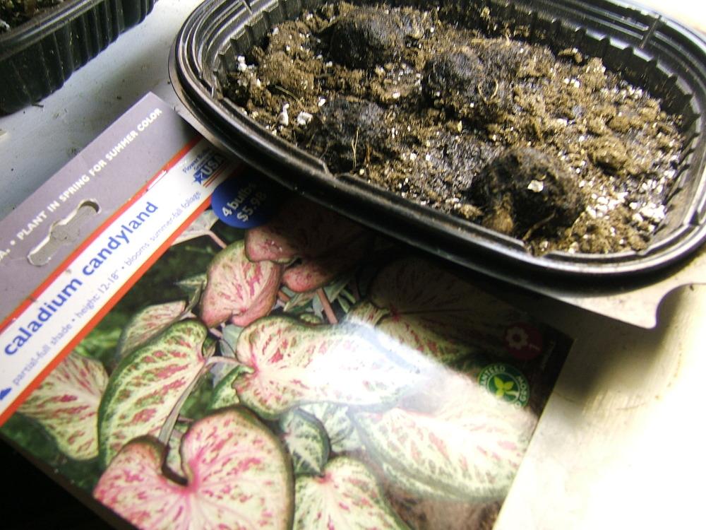 Photo of Lance-leaf Caladium (Caladium 'Candyland') uploaded by pirl