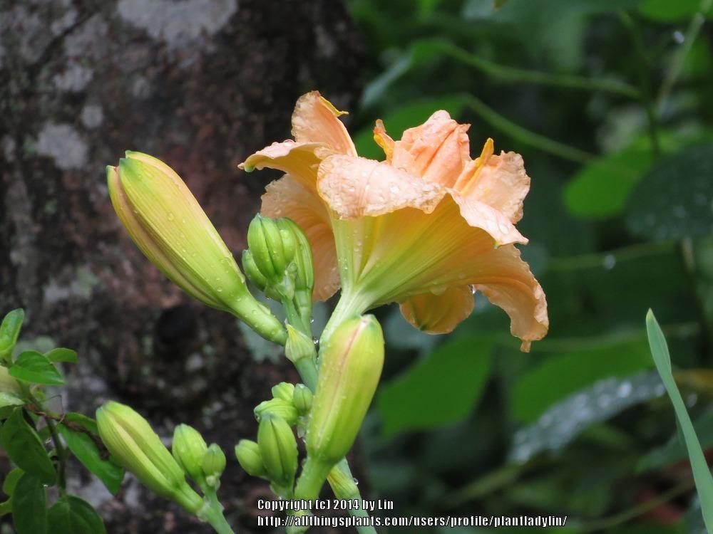Photo of Daylily (Hemerocallis 'Siloam Double Classic') uploaded by plantladylin
