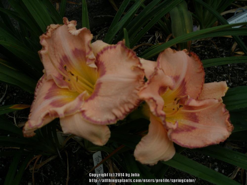 Photo of Daylily (Hemerocallis 'Tony Thompson') uploaded by springcolor