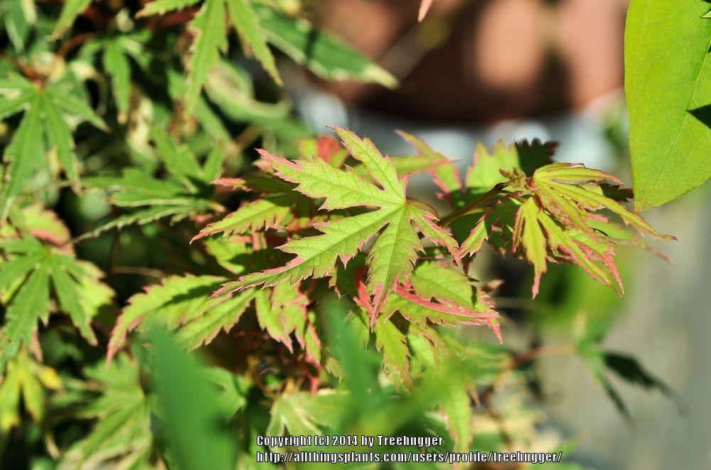 Photo of Japanese Maple (Acer palmatum 'Shojo-no-Mai') uploaded by treehugger