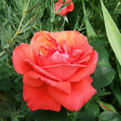Location: Rose garden
Date: 2012-0601