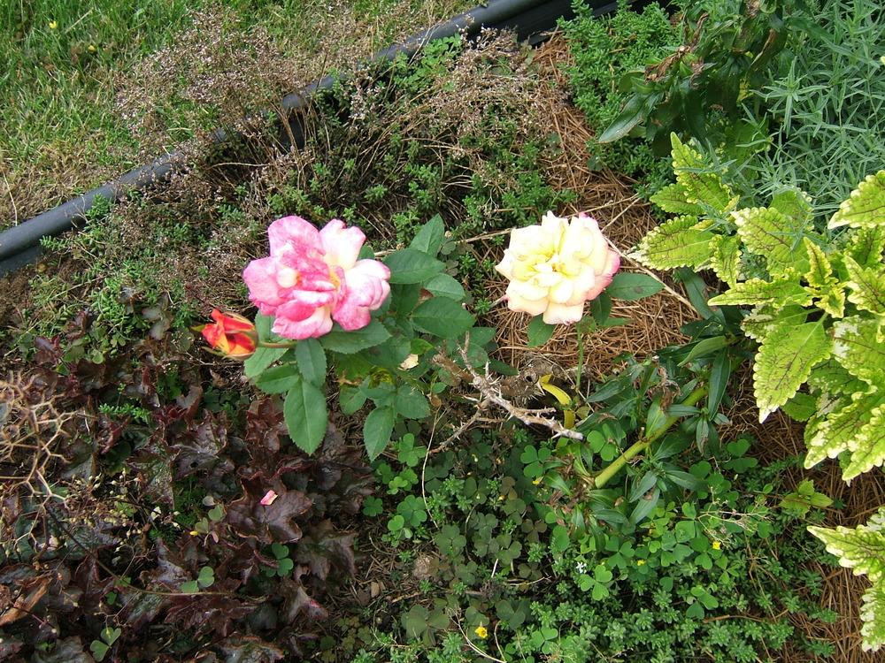 Photo of Floribunda Rose (Rosa 'Sheila's Perfume') uploaded by pirl