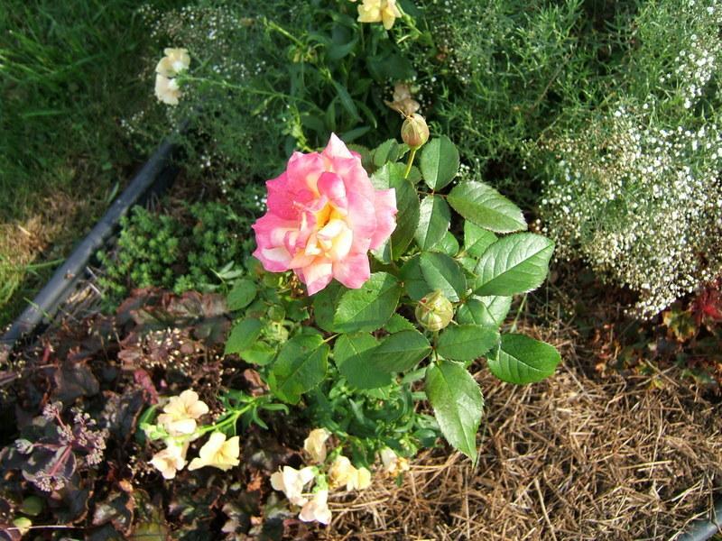 Photo of Floribunda Rose (Rosa 'Sheila's Perfume') uploaded by pirl