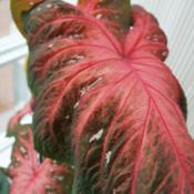 giant draped leaf grown strictly indoors: corm bought 8 yrs ago f
