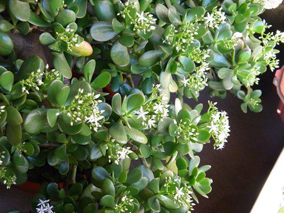 Photo of Jade Plant (Crassula ovata) uploaded by Shade