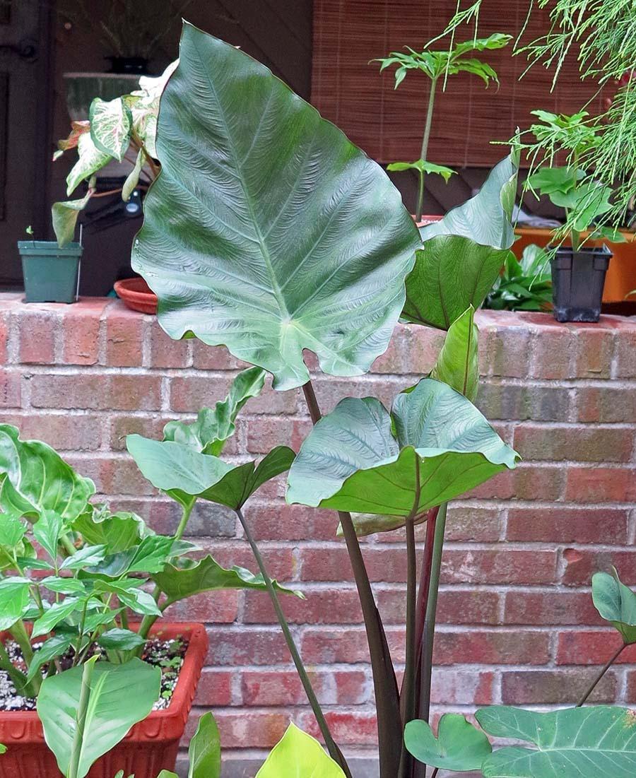 Photo of Elephant Ear (Colocasia 'Coffee Cups') uploaded by eclayne