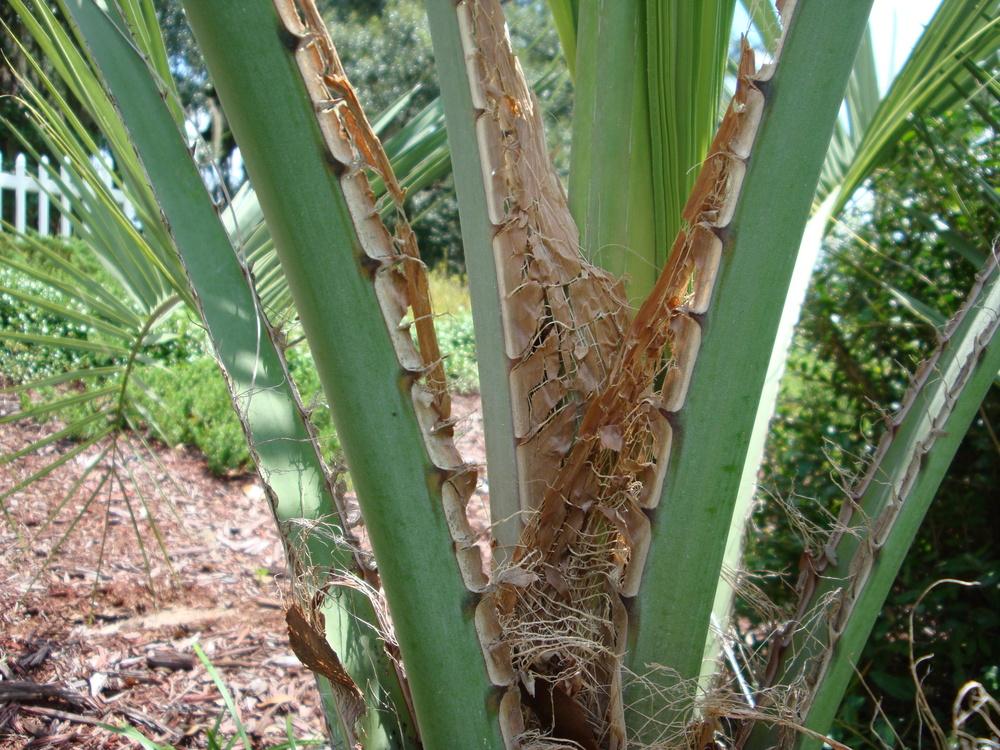 Photo of Pindo Palm (Butia capitata) uploaded by flaflwrgrl