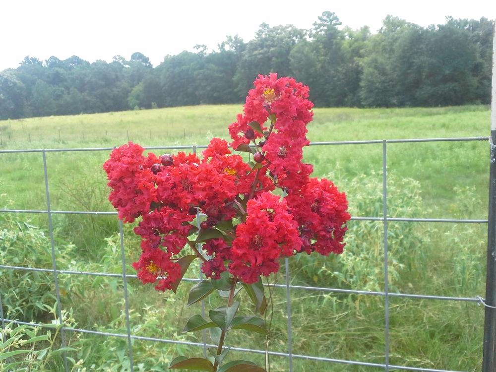 Photo of Crepe Myrtle (Lagerstroemia indica Dynamite®) uploaded by jon