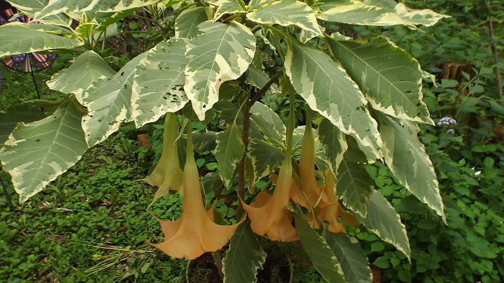 Photo of Angel Trumpet (Brugmansia versicolor 'Peaches and Cream') uploaded by poisondartfrog
