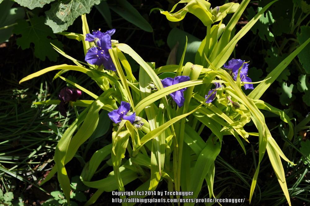 Photo of Spiderwort (Tradescantia 'Sweet Kate') uploaded by treehugger